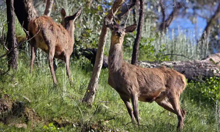 Constituency Question | Feral Deer Main Image